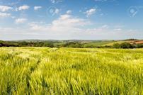 barley field, NOPS