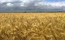 wheat field, NOPS