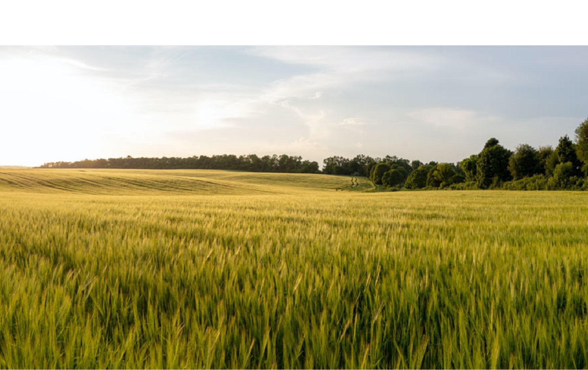 Seed Treatment | NOPS | North Otago Pastoral Services